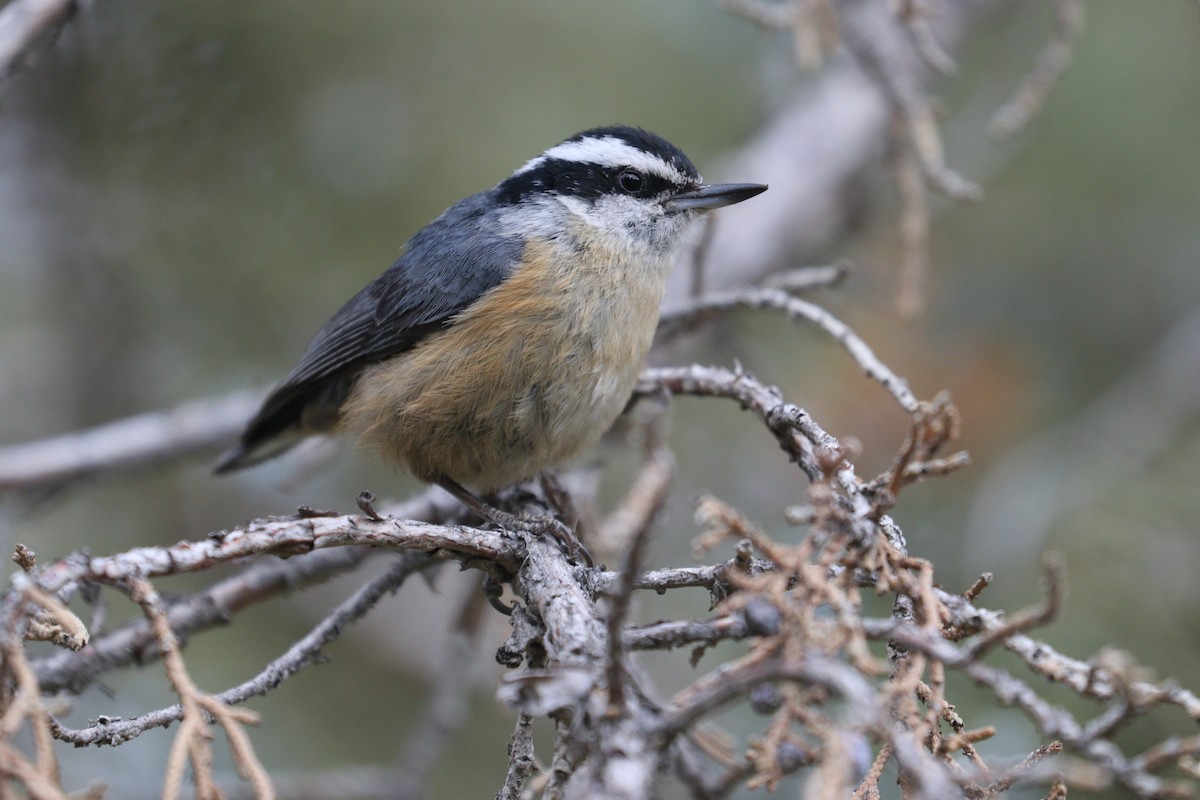 Red-breasted Nuthatch - ML229946921