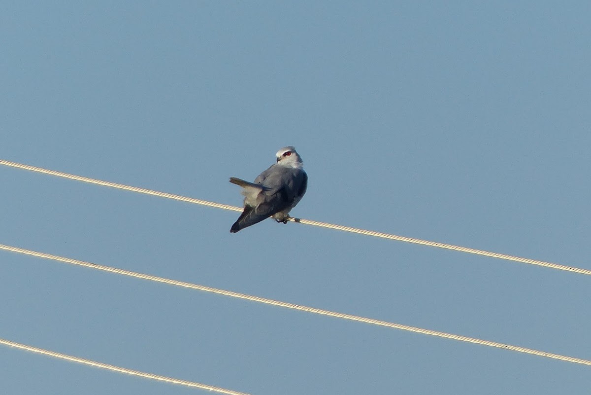 Black-winged Kite - Andy Frank