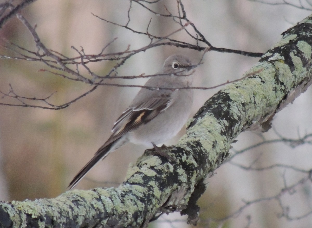 Townsend's Solitaire - ML22995211