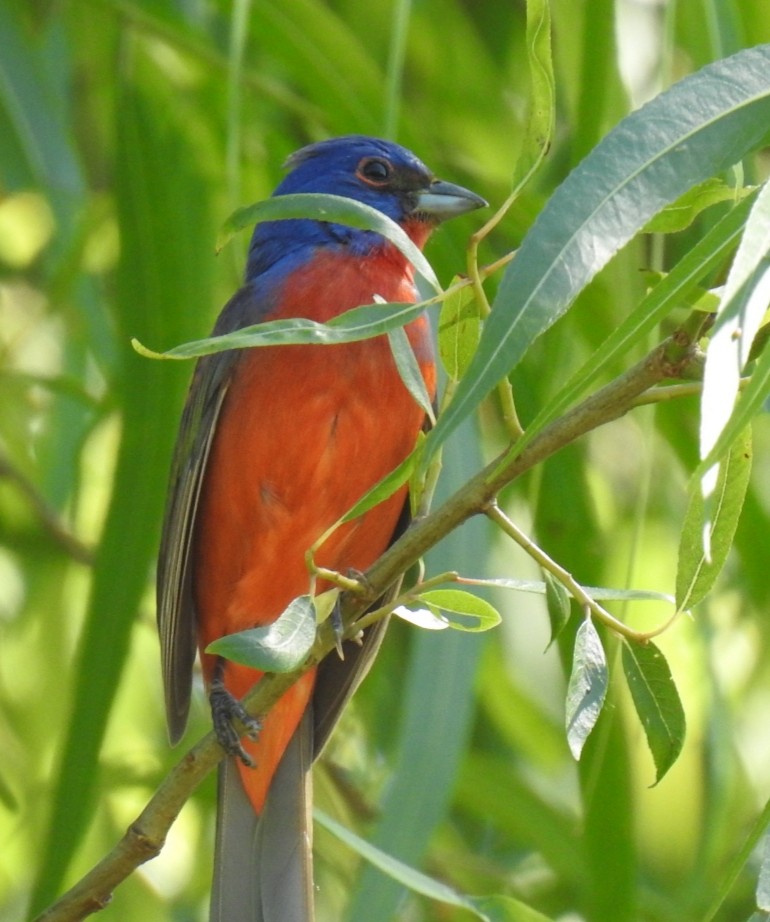 Painted Bunting - ML229958811