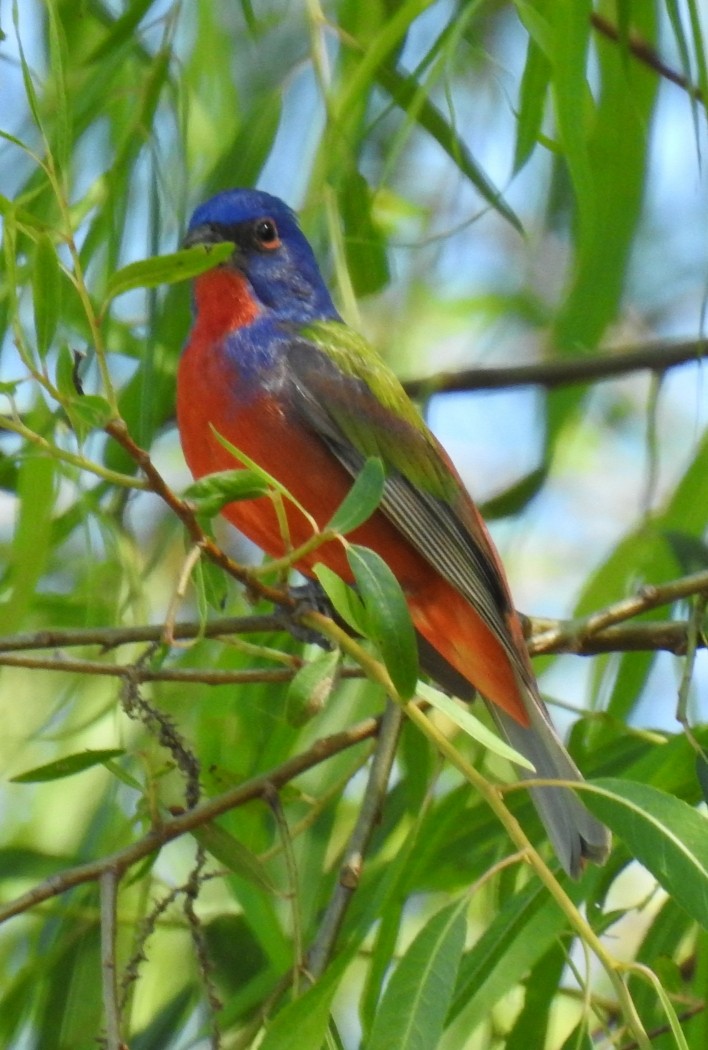 Painted Bunting - ML229958821