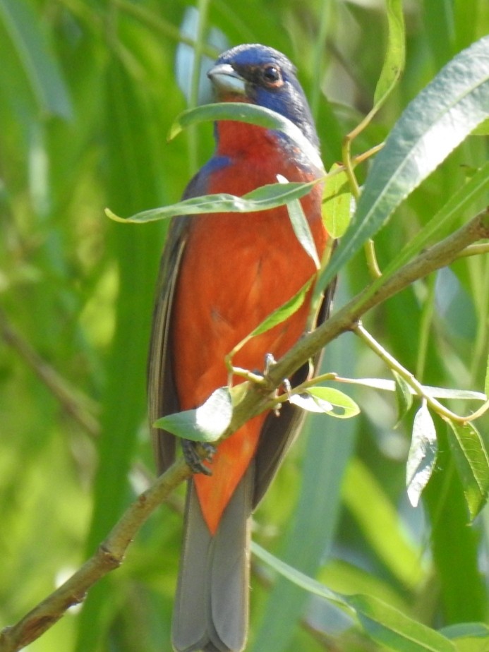 Painted Bunting - ML229958831