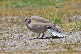 Eurasian Collared-Dove, ML229960041