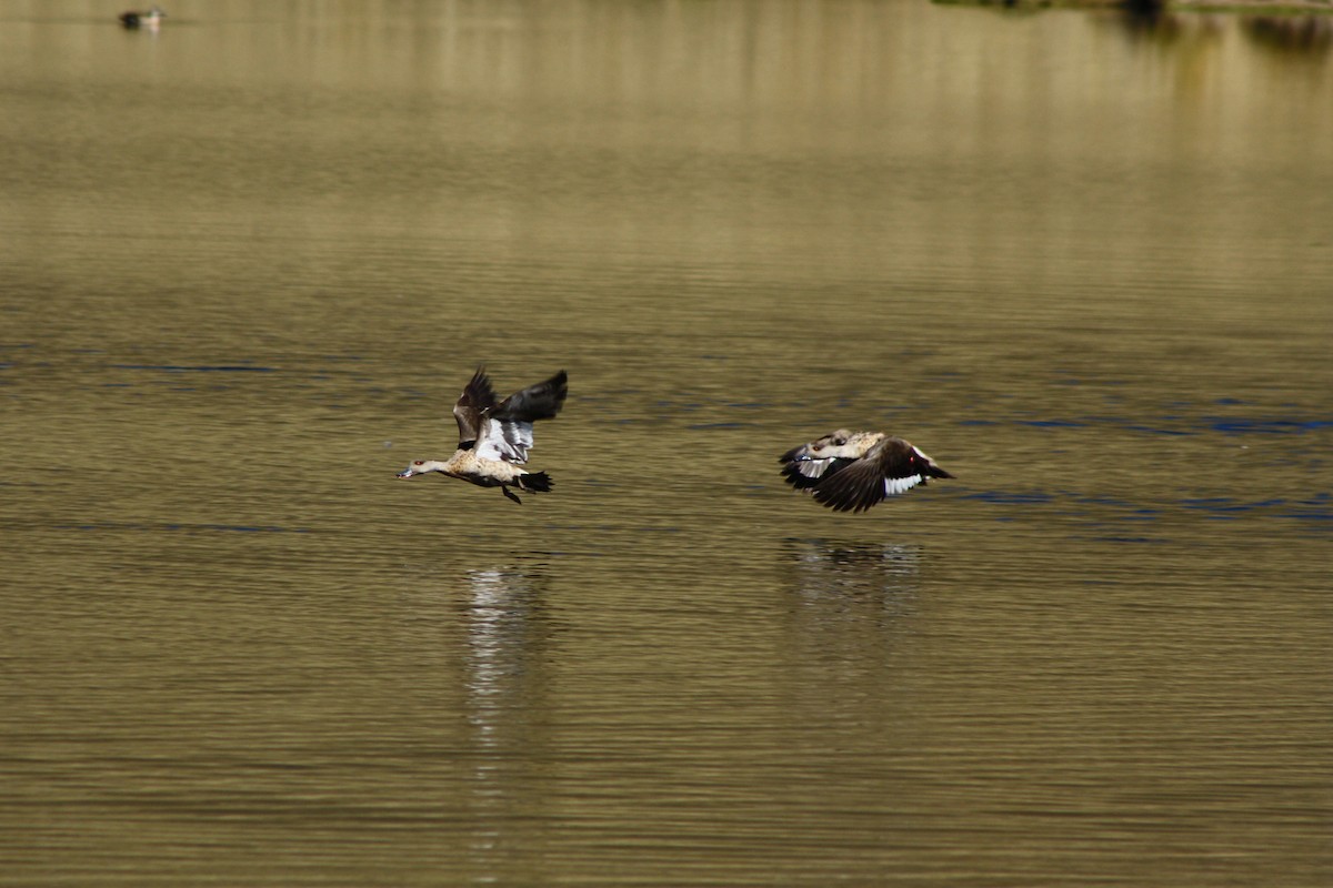 Crested Duck - ML229964111