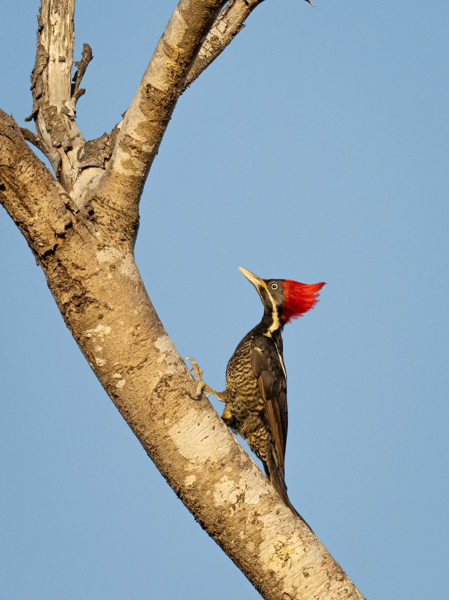 Lineated Woodpecker - Alex Luna