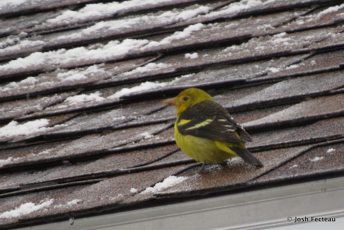 Western Tanager - ML22996531