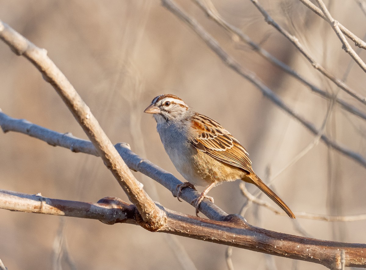 Cinnamon-tailed Sparrow - Alex Luna