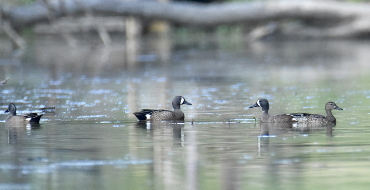 Blue-winged Teal - Tammy Brown