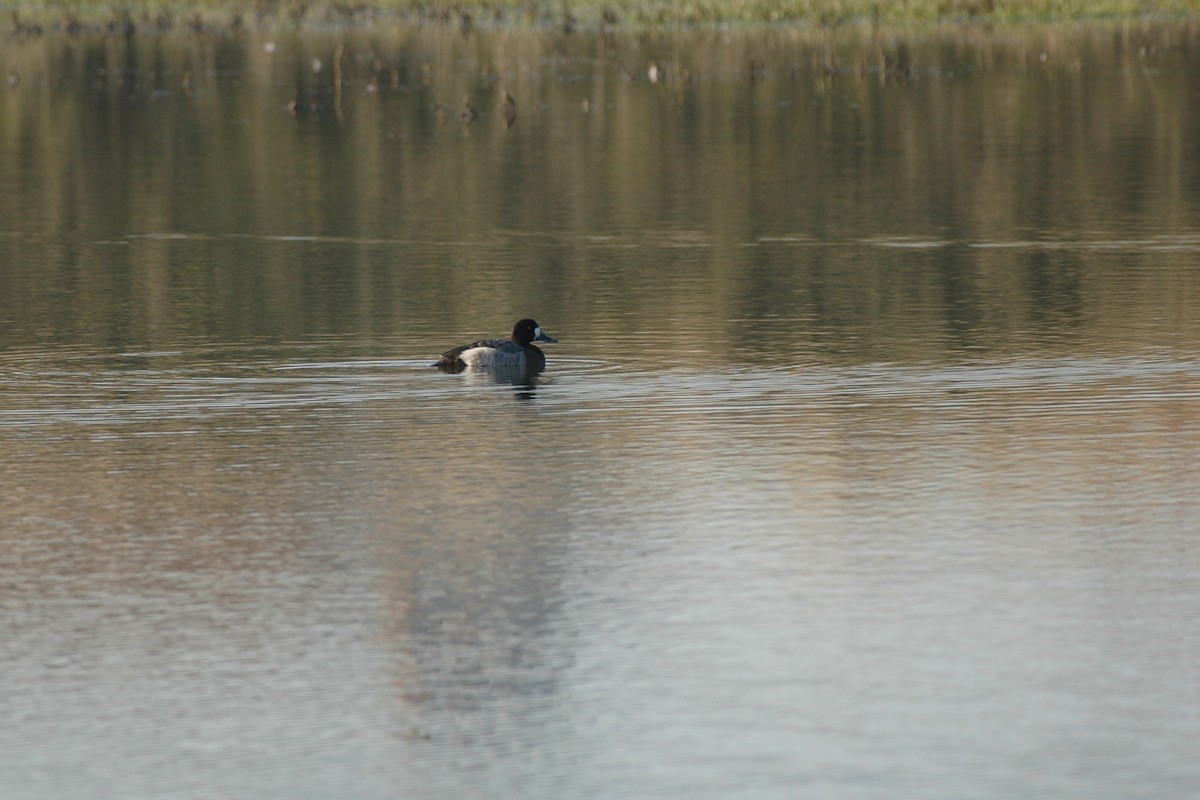 Greater Scaup - Ray Scally