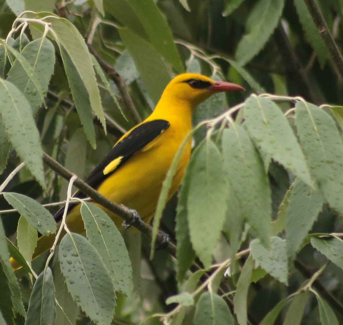 Indian Golden Oriole - Parth Chauhan
