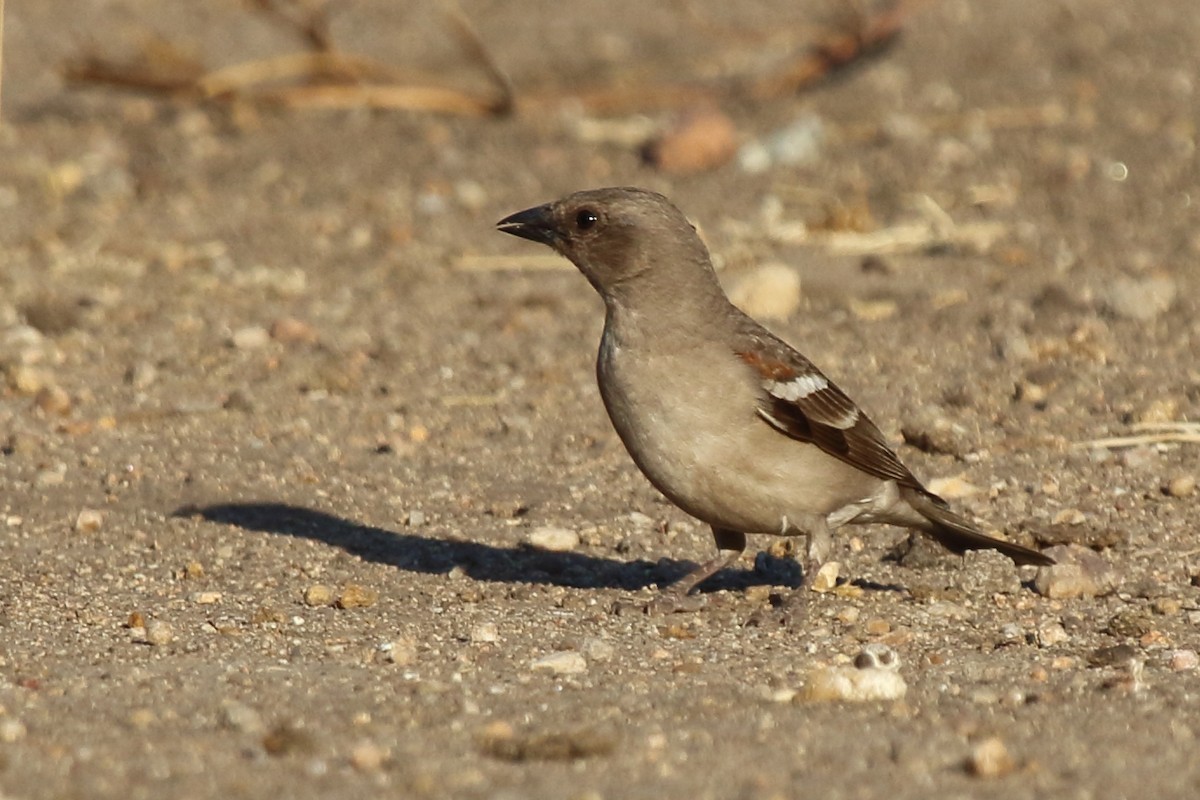 Yellow-throated Sparrow - Shekar Vishvanath