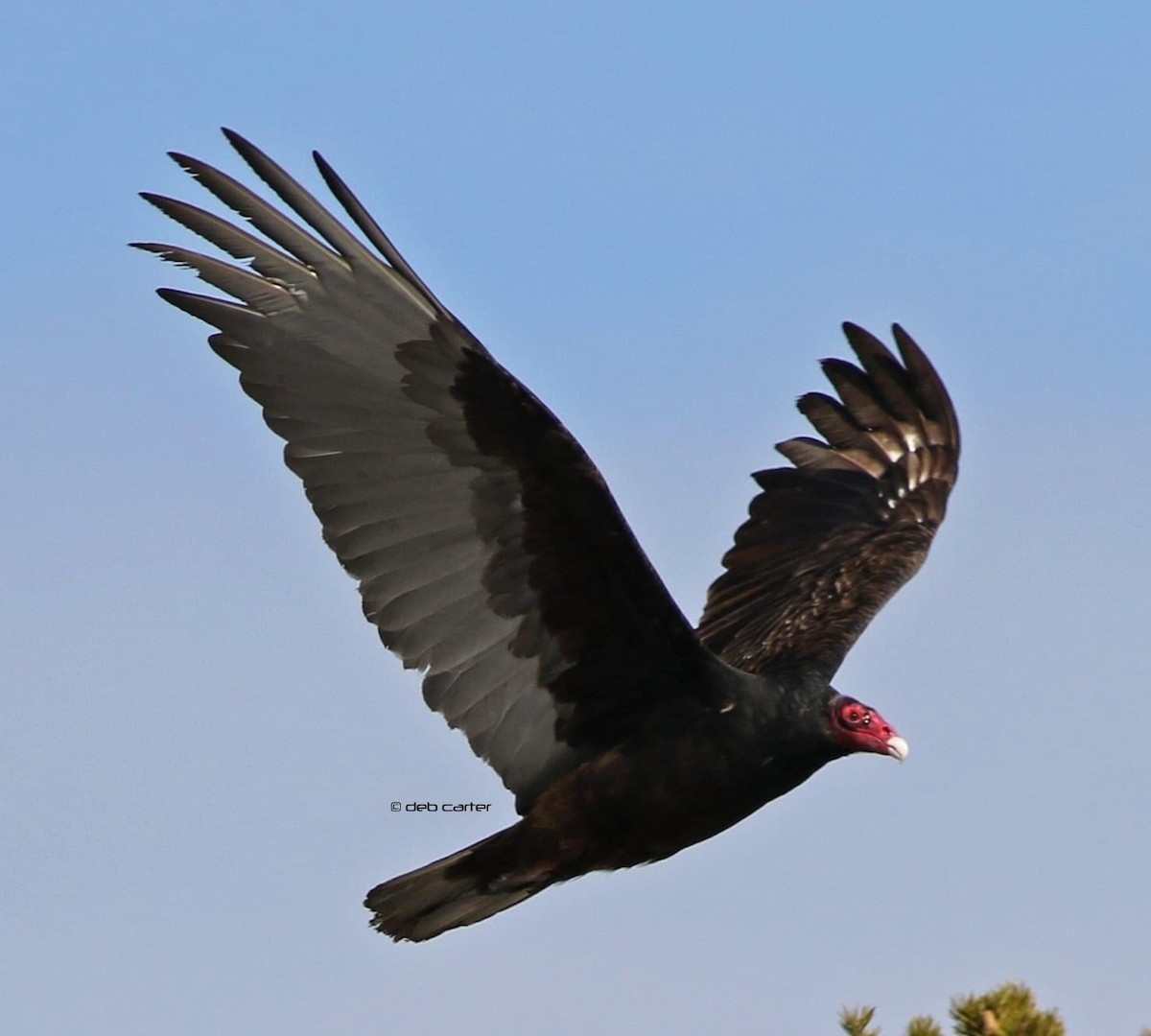 Turkey Vulture - Deb Carter