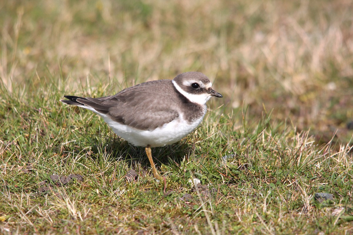 Common Ringed Plover - ML229980451