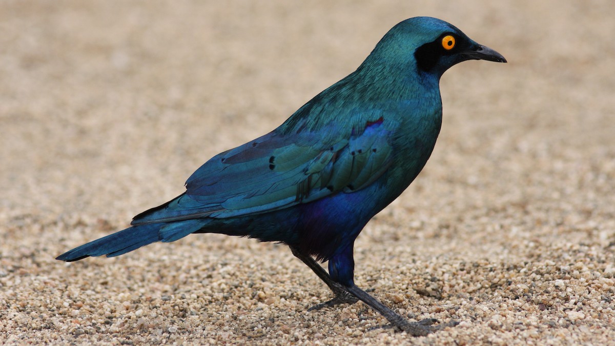 Greater Blue-eared Starling - ML22998091
