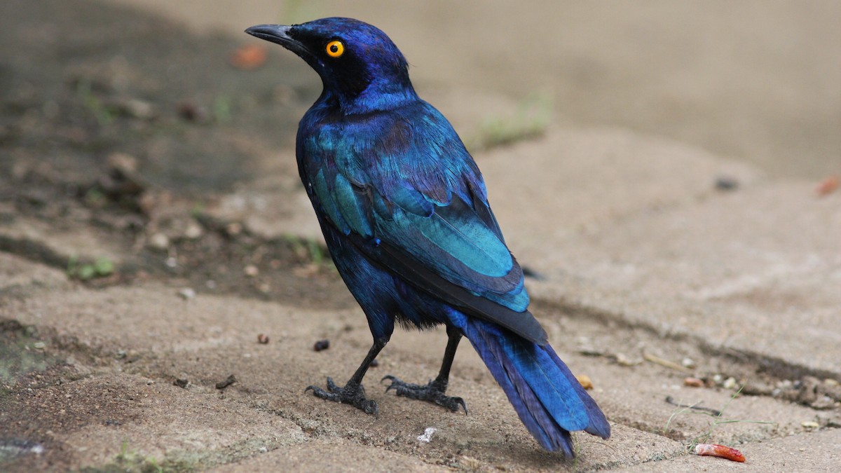 Greater Blue-eared Starling - ML22998141