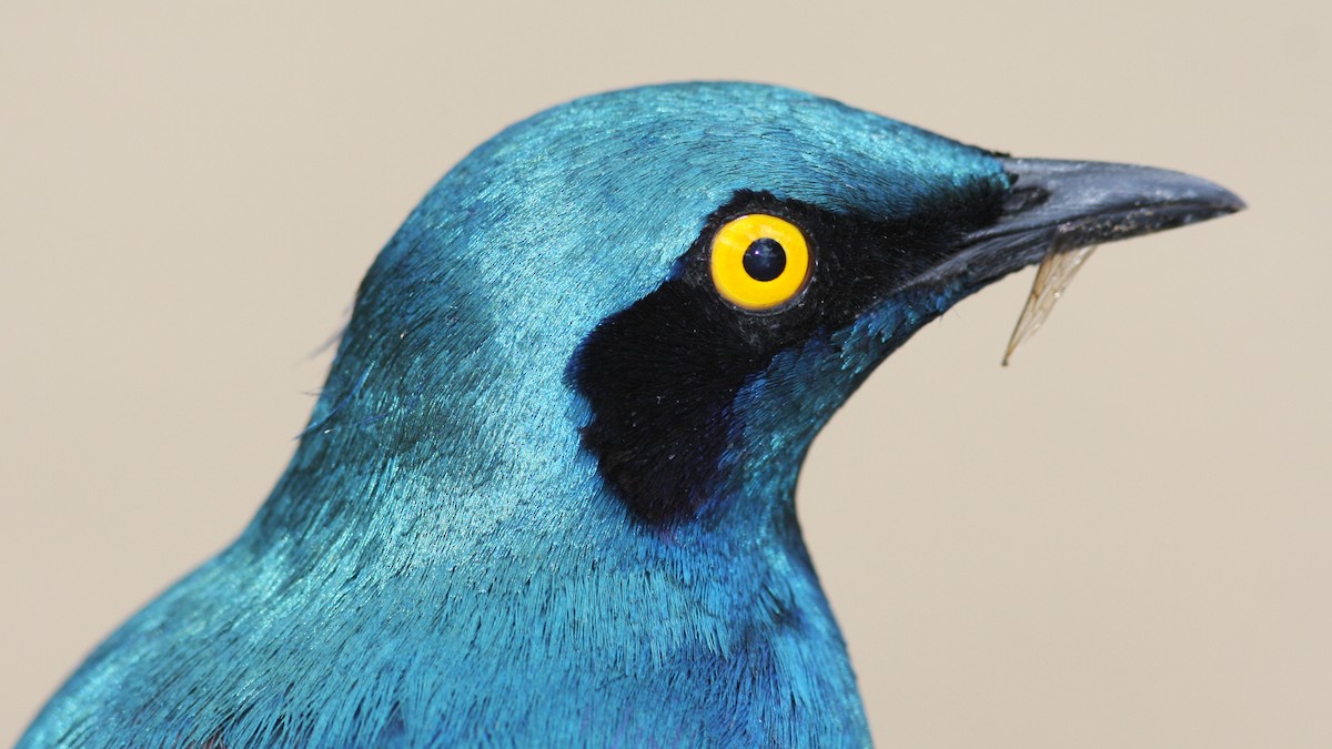 Greater Blue-eared Starling - ML22998151