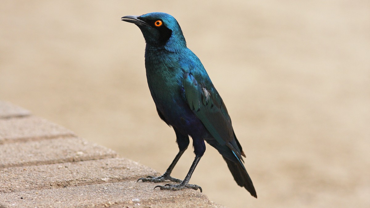 Greater Blue-eared Starling - ML22998161