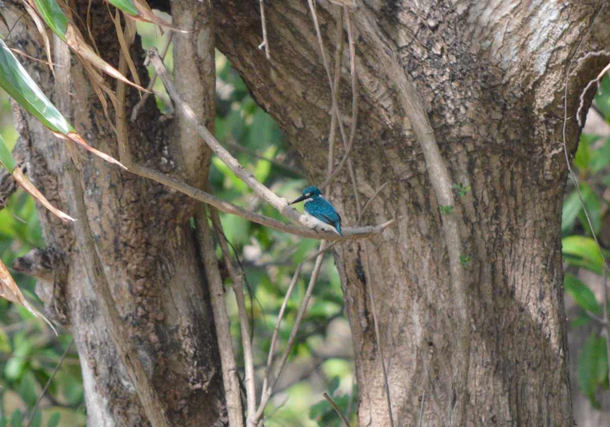 Small Blue Kingfisher - Eli Gross