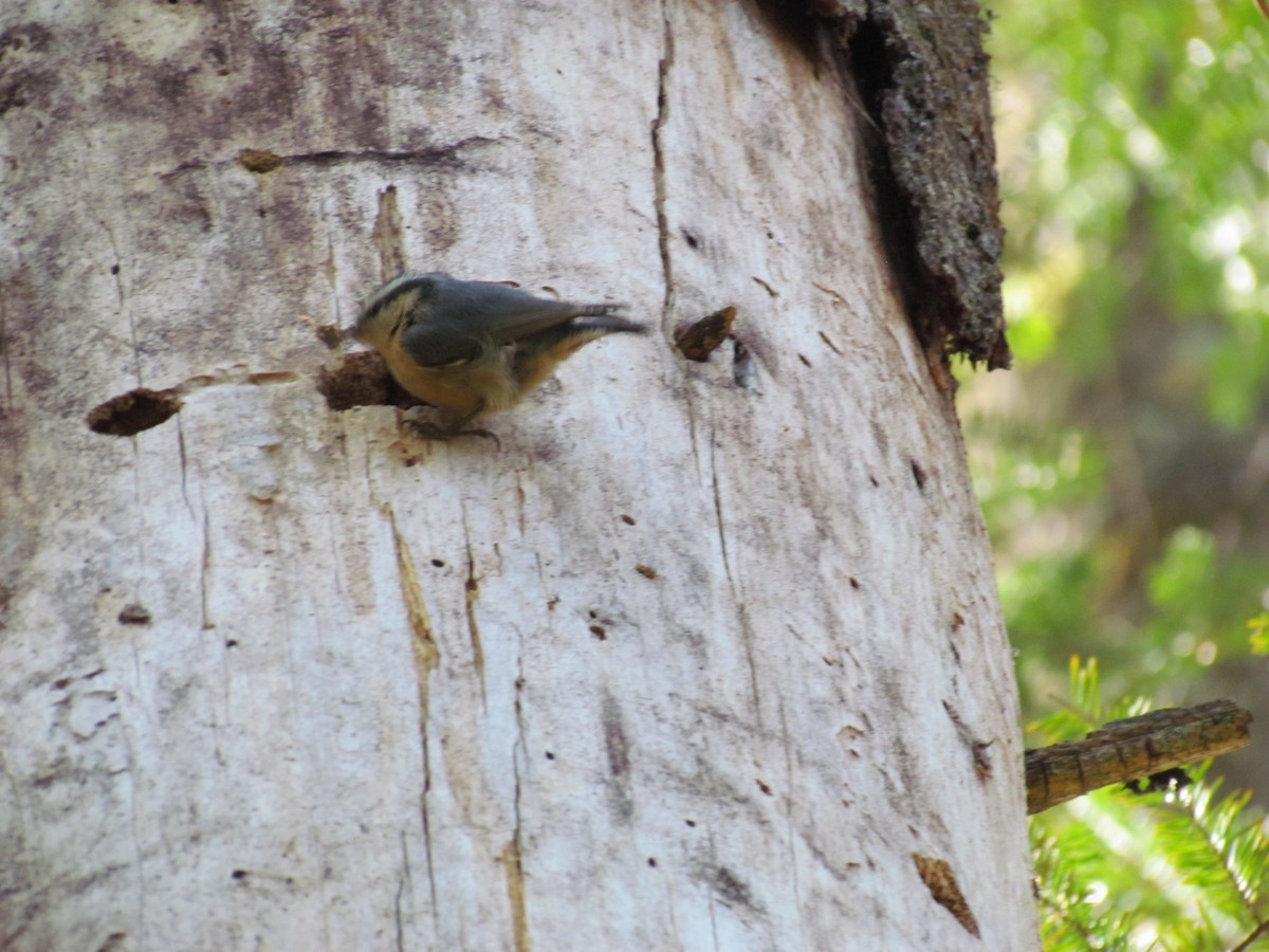 Red-breasted Nuthatch - ML229986471