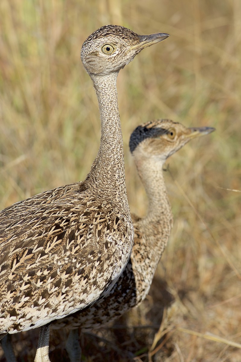 Red-crested Bustard - ML229989011