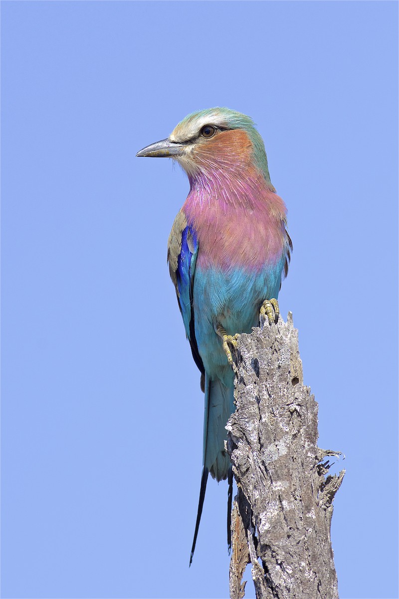 Lilac-breasted Roller - ML229989081