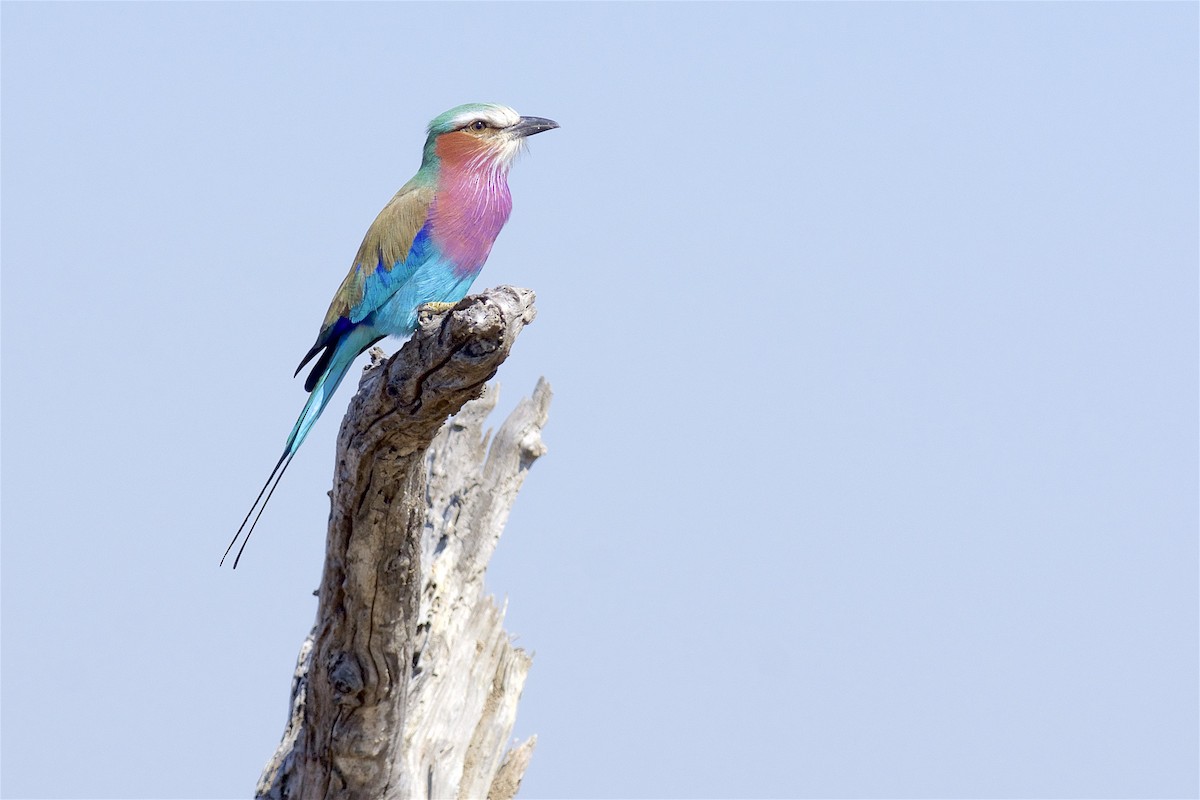 Lilac-breasted Roller - ML229989121