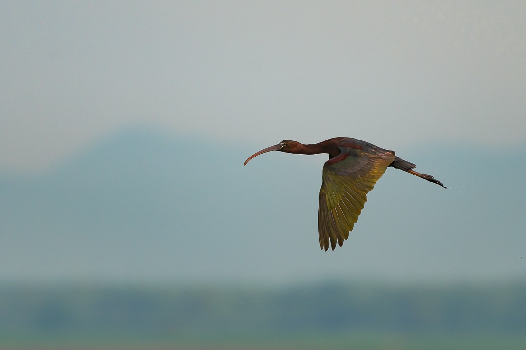Glossy Ibis - Chotipong Sinayruraj