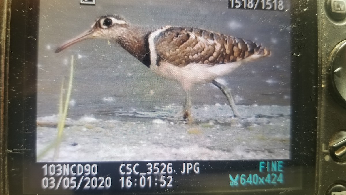 Greater Painted-Snipe - ML229991591