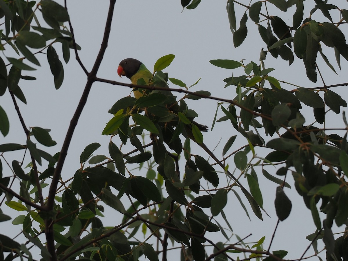 Сероголовый кольчатый попугай - ML229997721