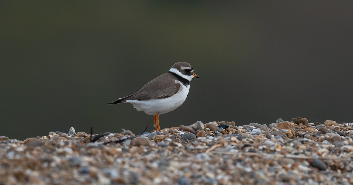 Common Ringed Plover - ML229998041