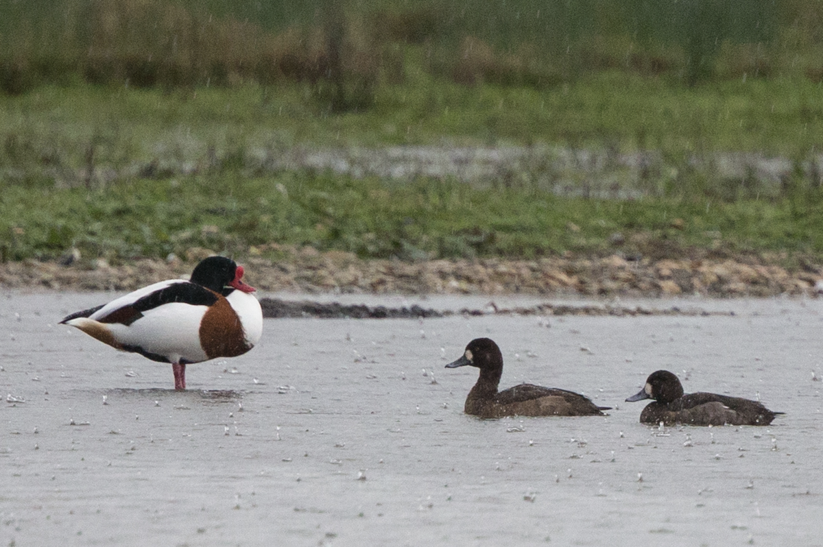 Greater Scaup - ML229998741