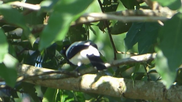 Magpie Tanager - ML230001211