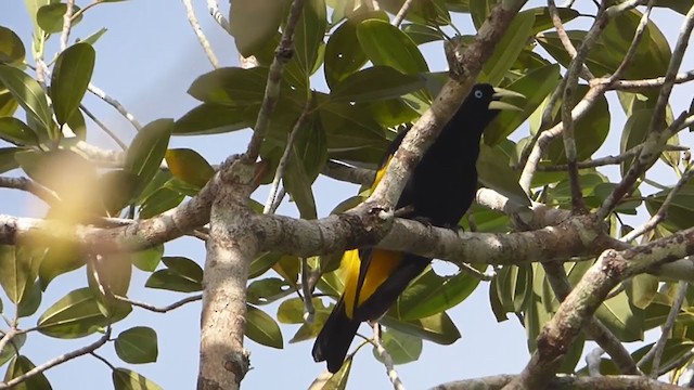 Yellow-rumped Cacique - ML230003261