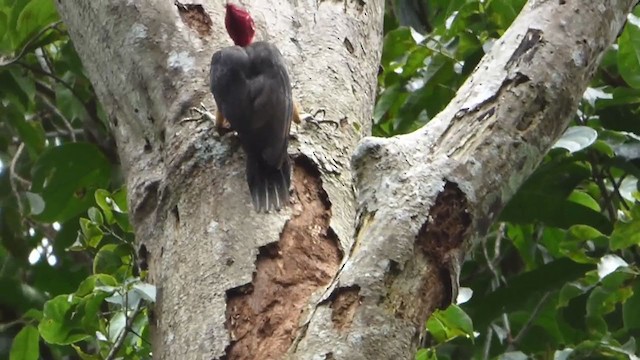 Red-necked Woodpecker - ML230003771