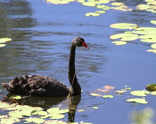 Black Swan, ML230006721