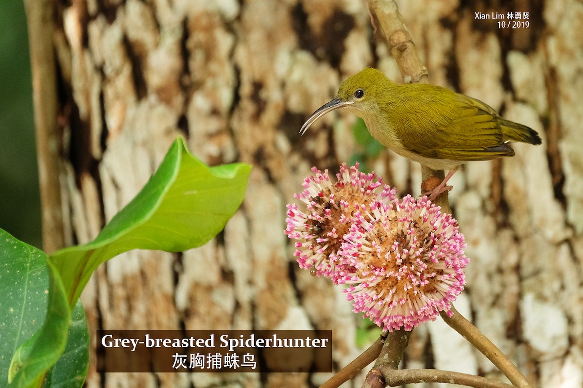 Gray-breasted Spiderhunter - Lim Ying Hien