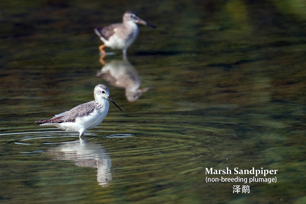 Marsh Sandpiper - Lim Ying Hien
