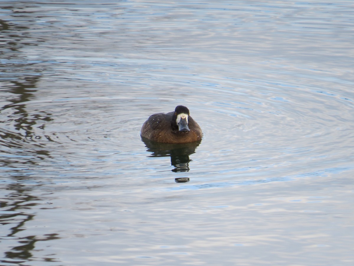 Greater Scaup - Lily Douglas