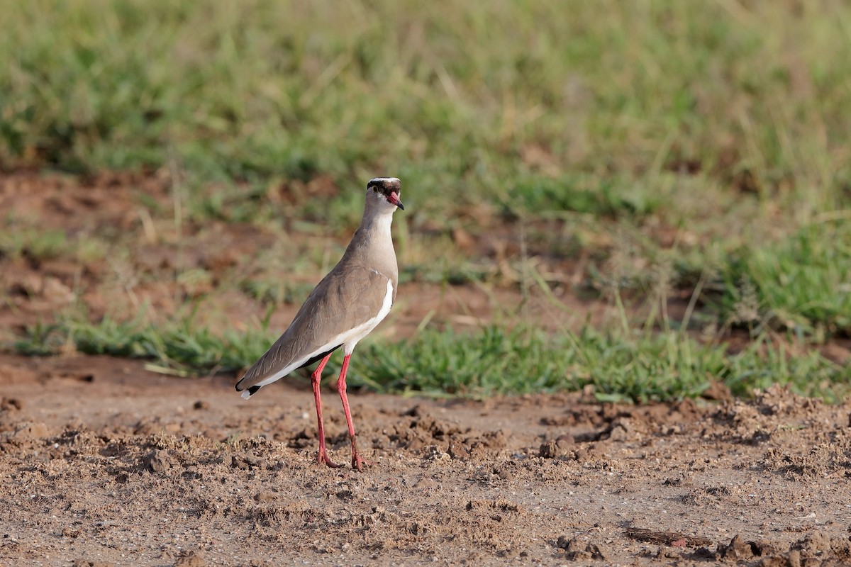 Crowned Lapwing - ML230011641