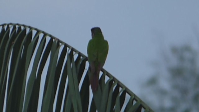 Maroon-tailed Parakeet - ML230011701