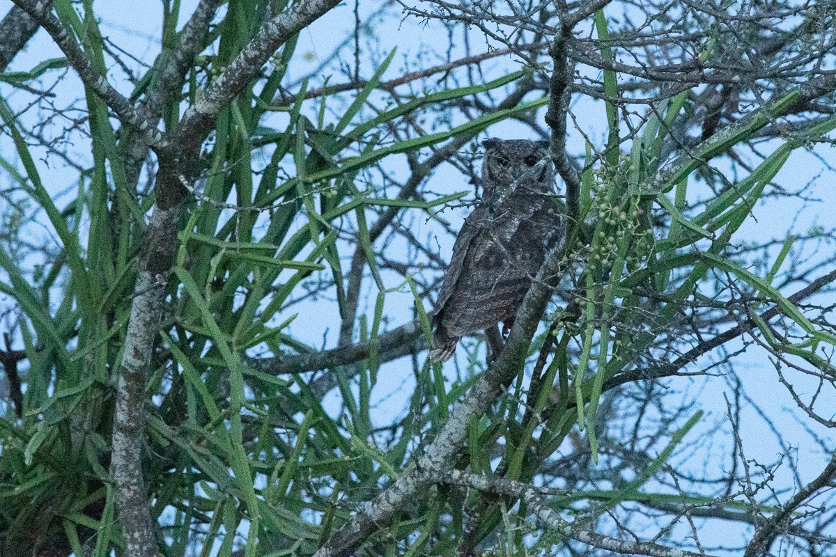 Grayish Eagle-Owl - Frédéric Bacuez