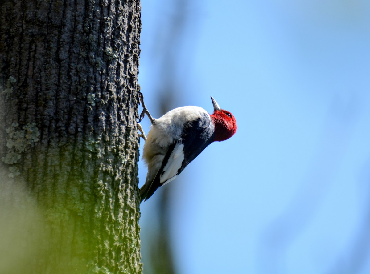 Red-headed Woodpecker - ML230013581