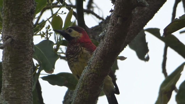 Crimson-mantled Woodpecker - ML230014951