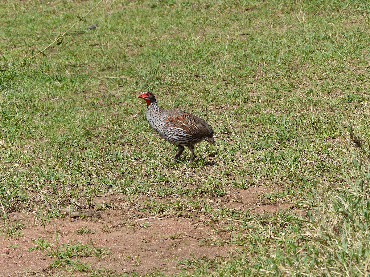 Gray-breasted Spurfowl - ML230015621