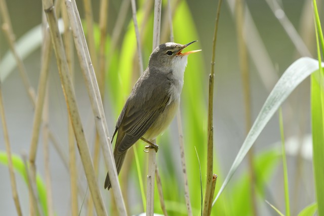 Photos - Common Reed Warbler - Acrocephalus scirpaceus - Birds of the World