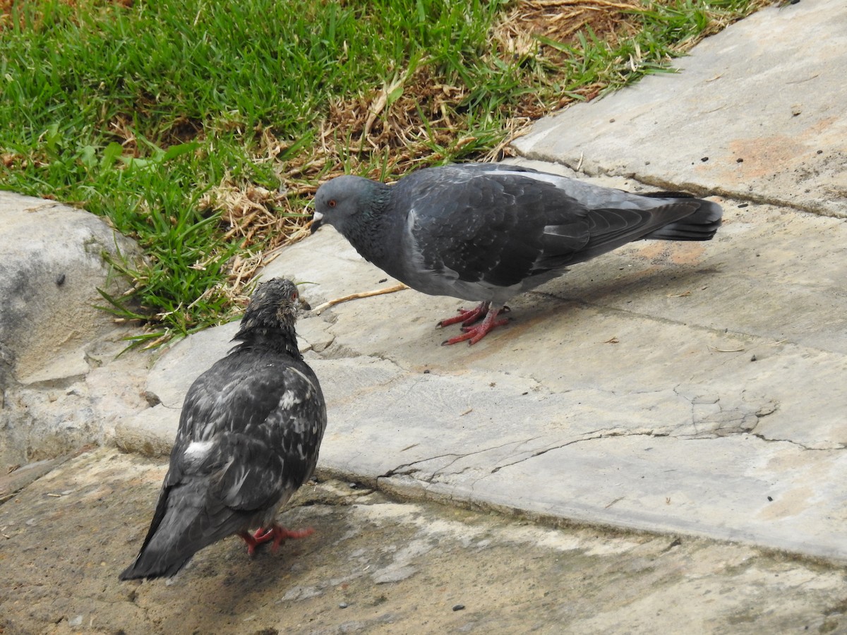 Rock Pigeon (Feral Pigeon) - Johana Zuluaga-Bonilla