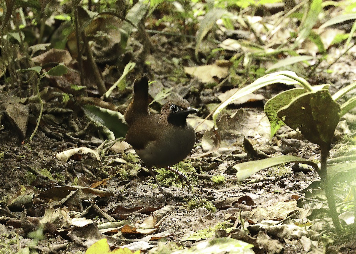 Black-faced Antthrush - Donnie Coody