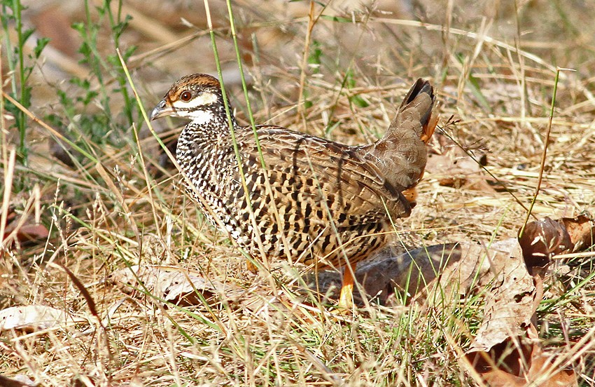 Chinese Francolin - ML230026171