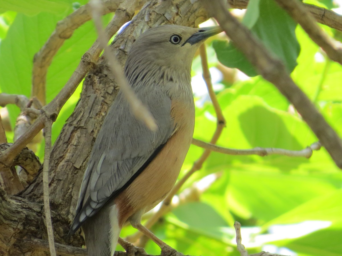 Chestnut-tailed Starling - ML230029071