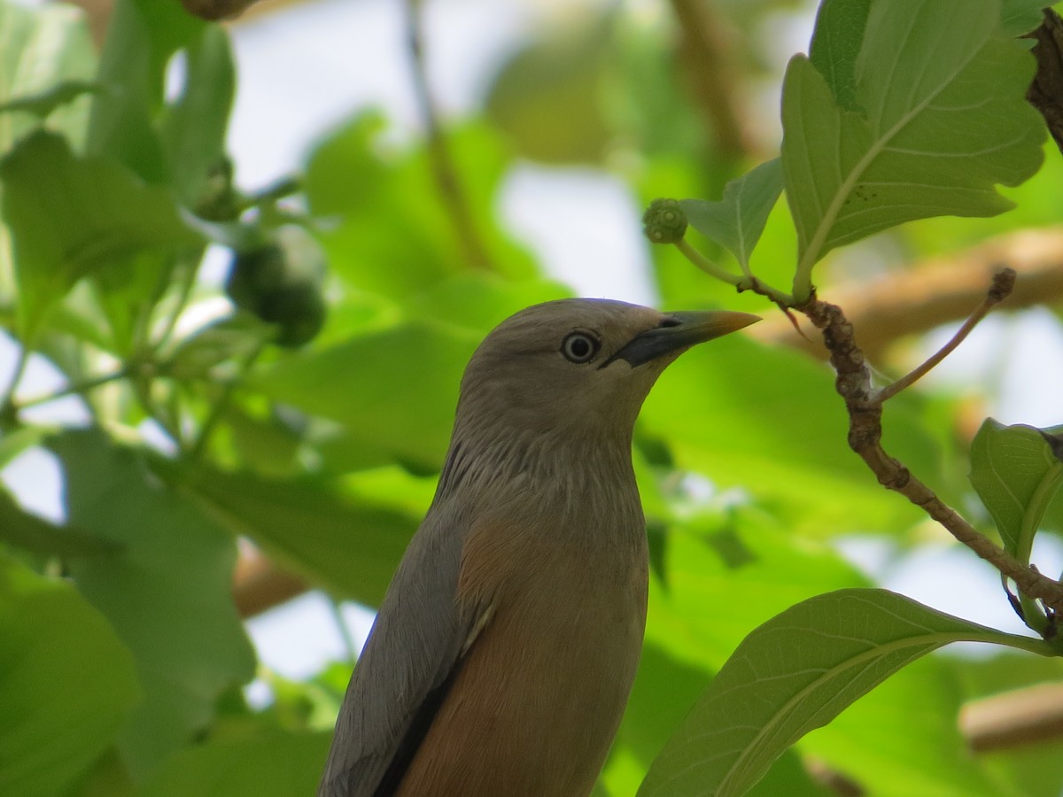 Chestnut-tailed Starling - ML230029321